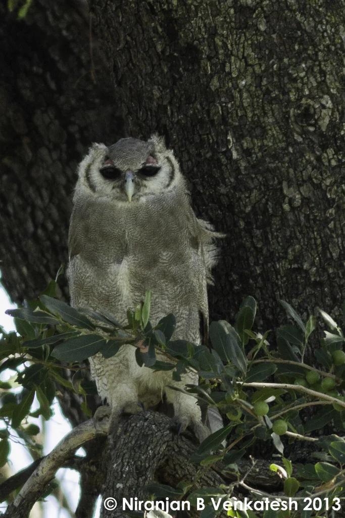 Young Giant Eagle Owl