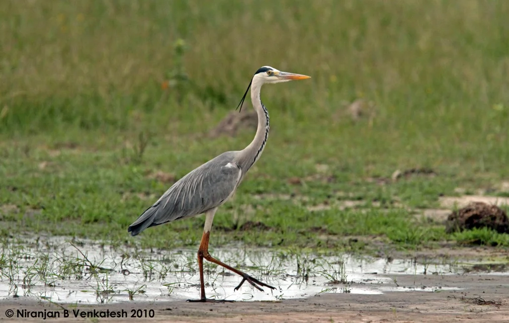 Grey Heron Strutting