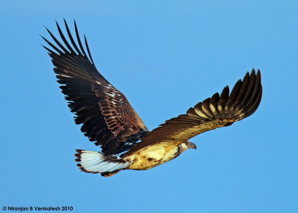 Juvenile Fish Eagle
