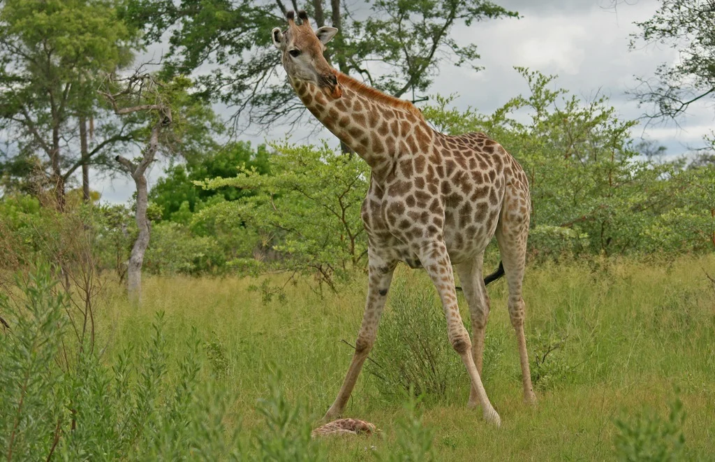 A Tragedy Giraffe Mother and Dead Calf