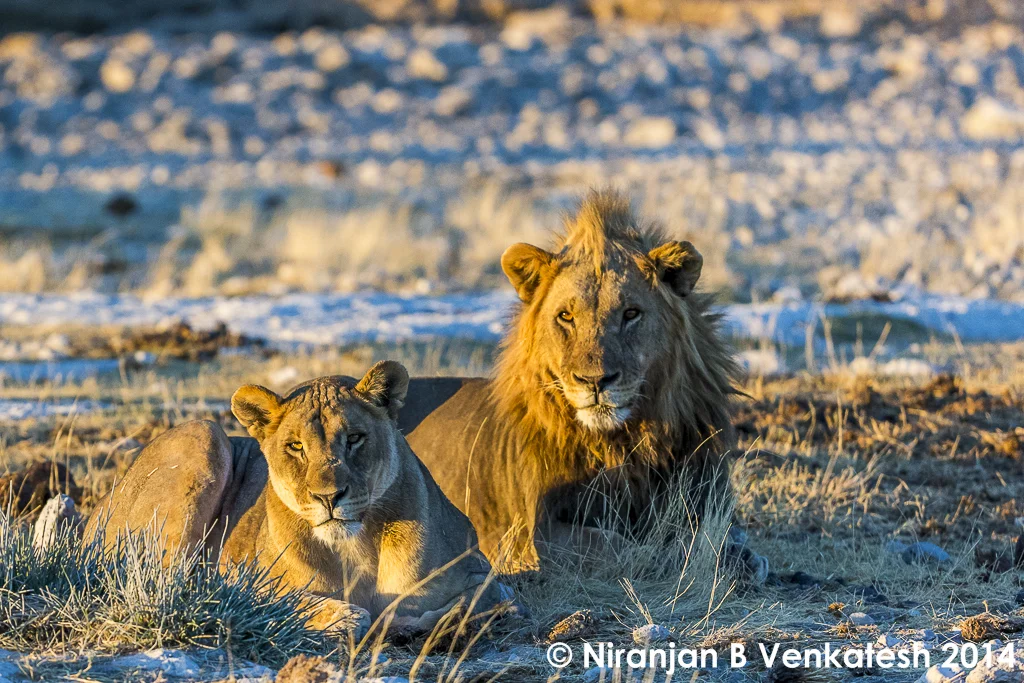 2014Etosha1Dx-09139.jpg