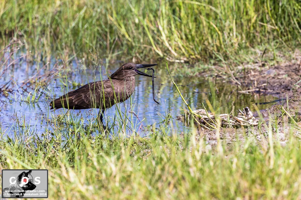 2016Jacana1Dx-1269.jpg