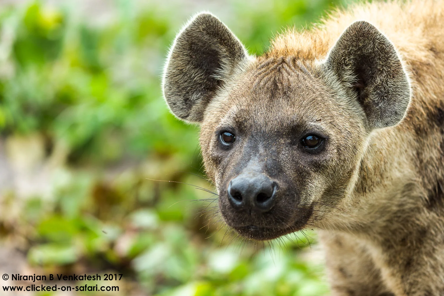 Spotted Hyaena