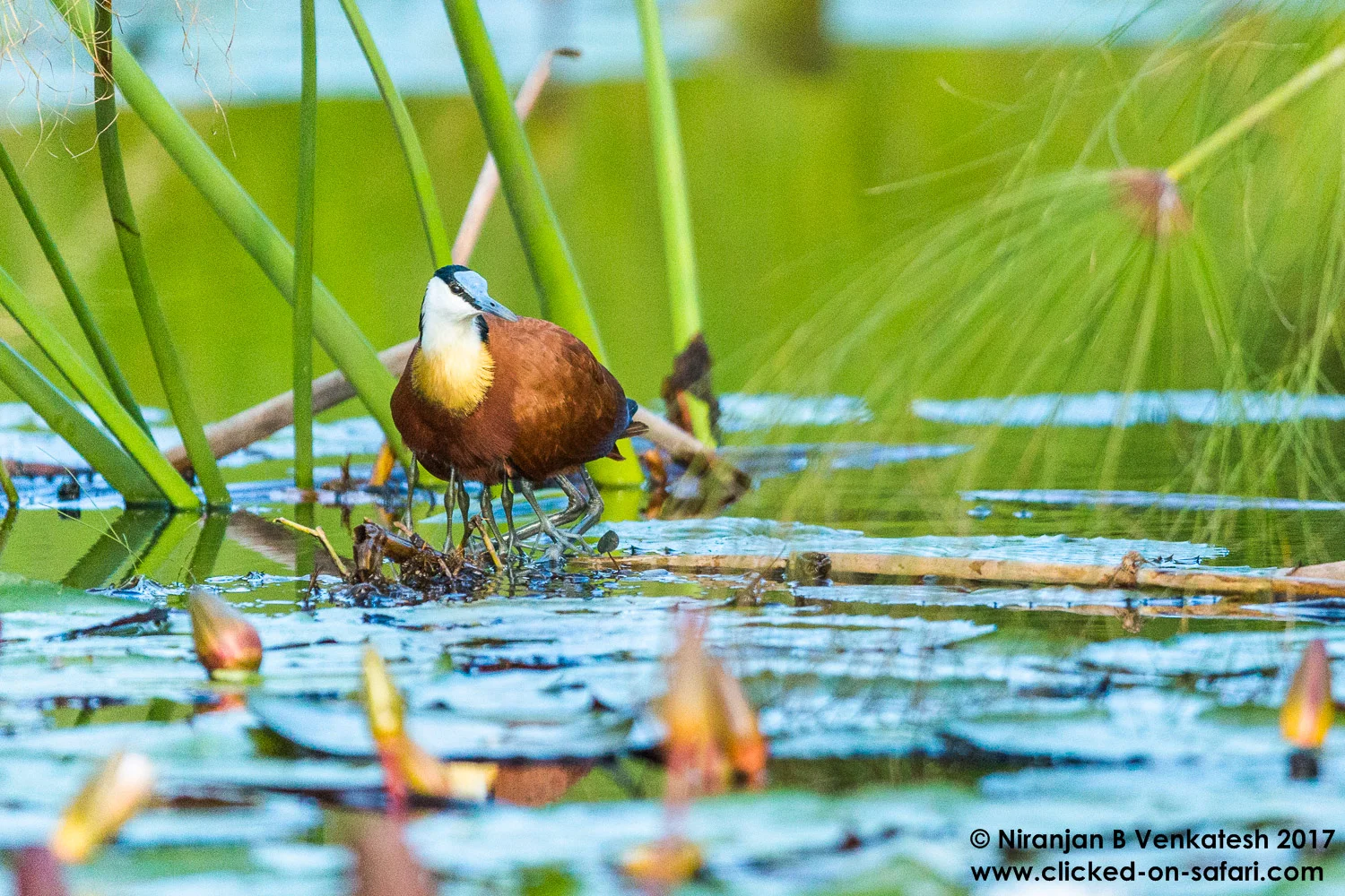 Male African Jacana Hiding the Babies