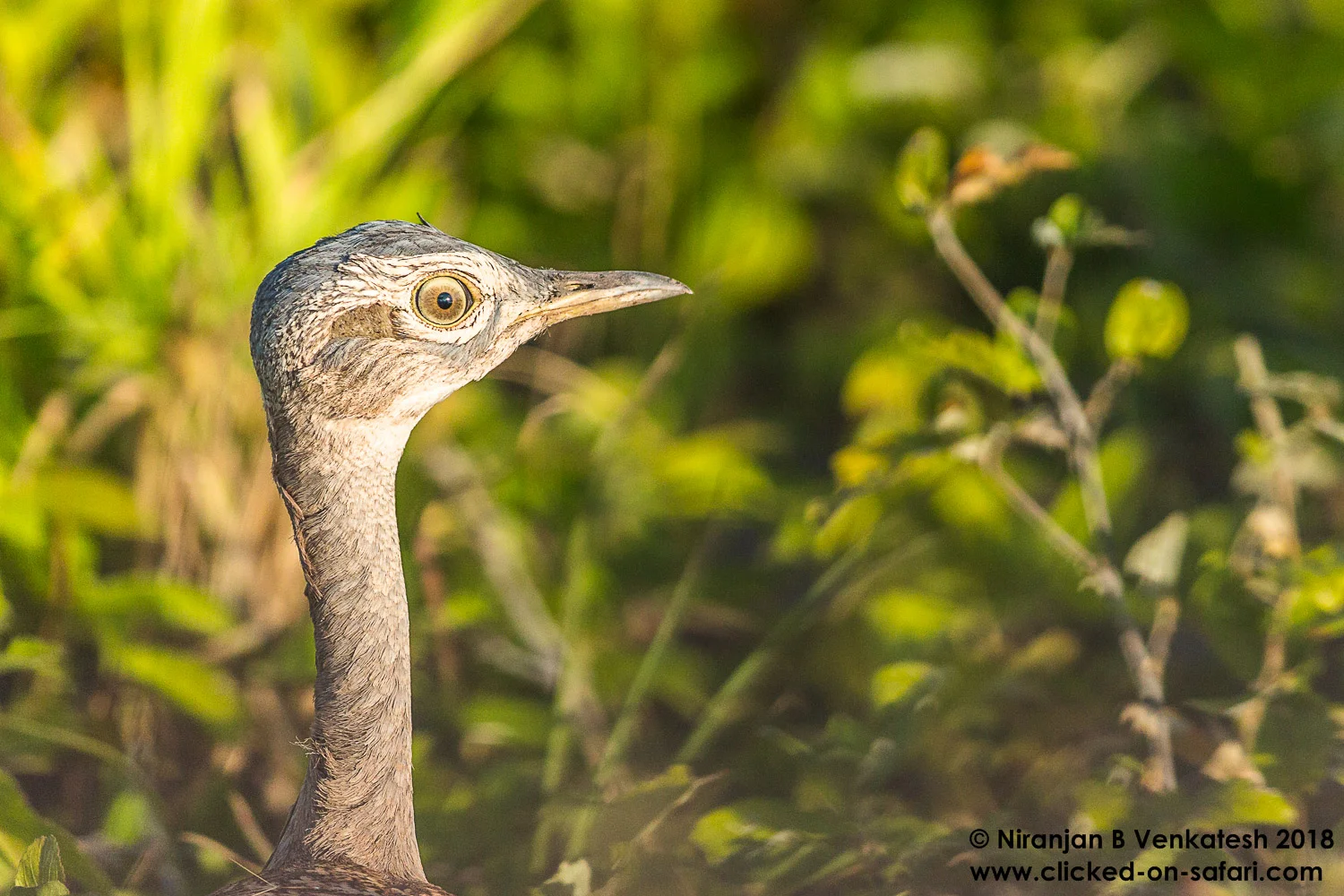 Red-crested Korhaan
