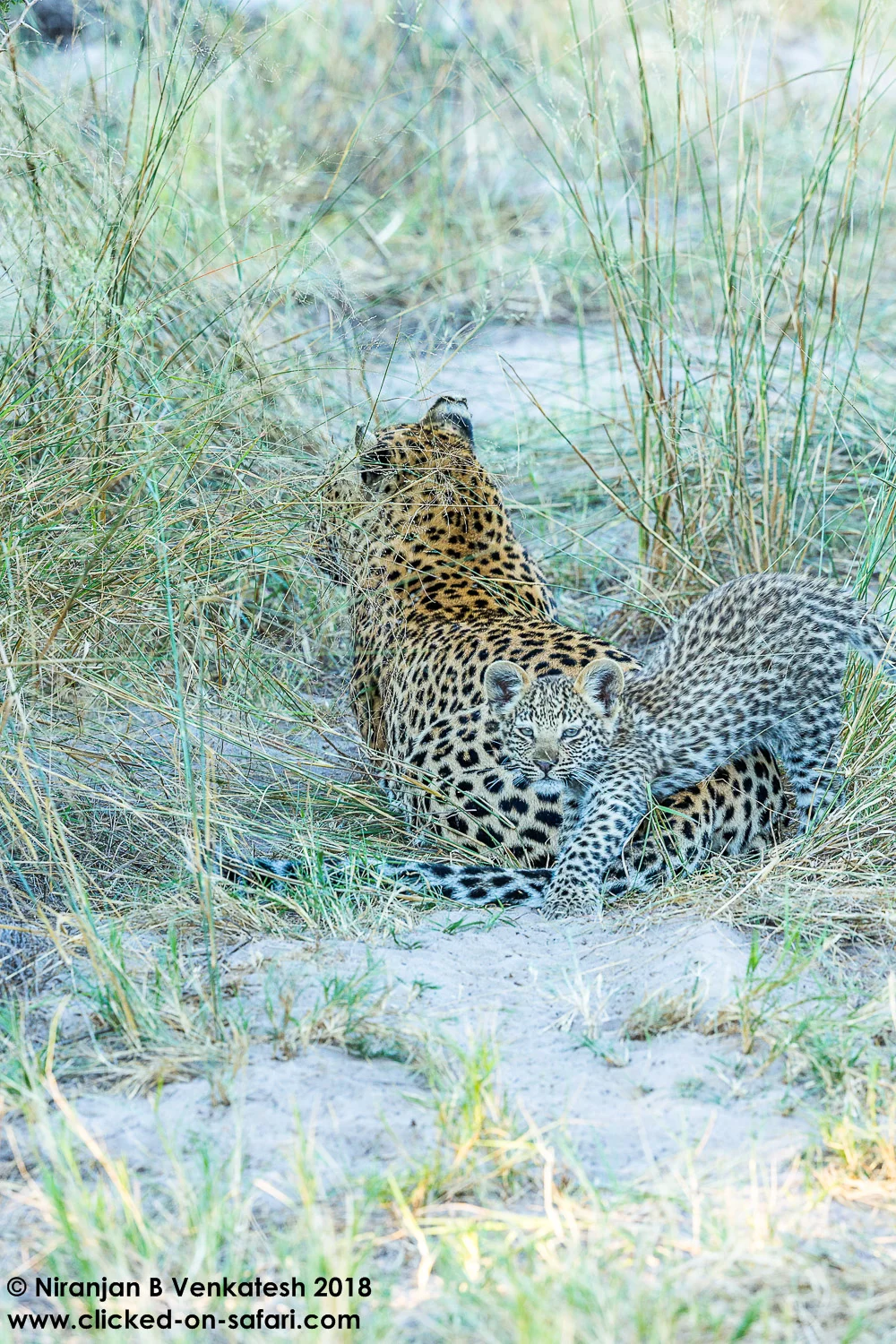 Leopard Family
