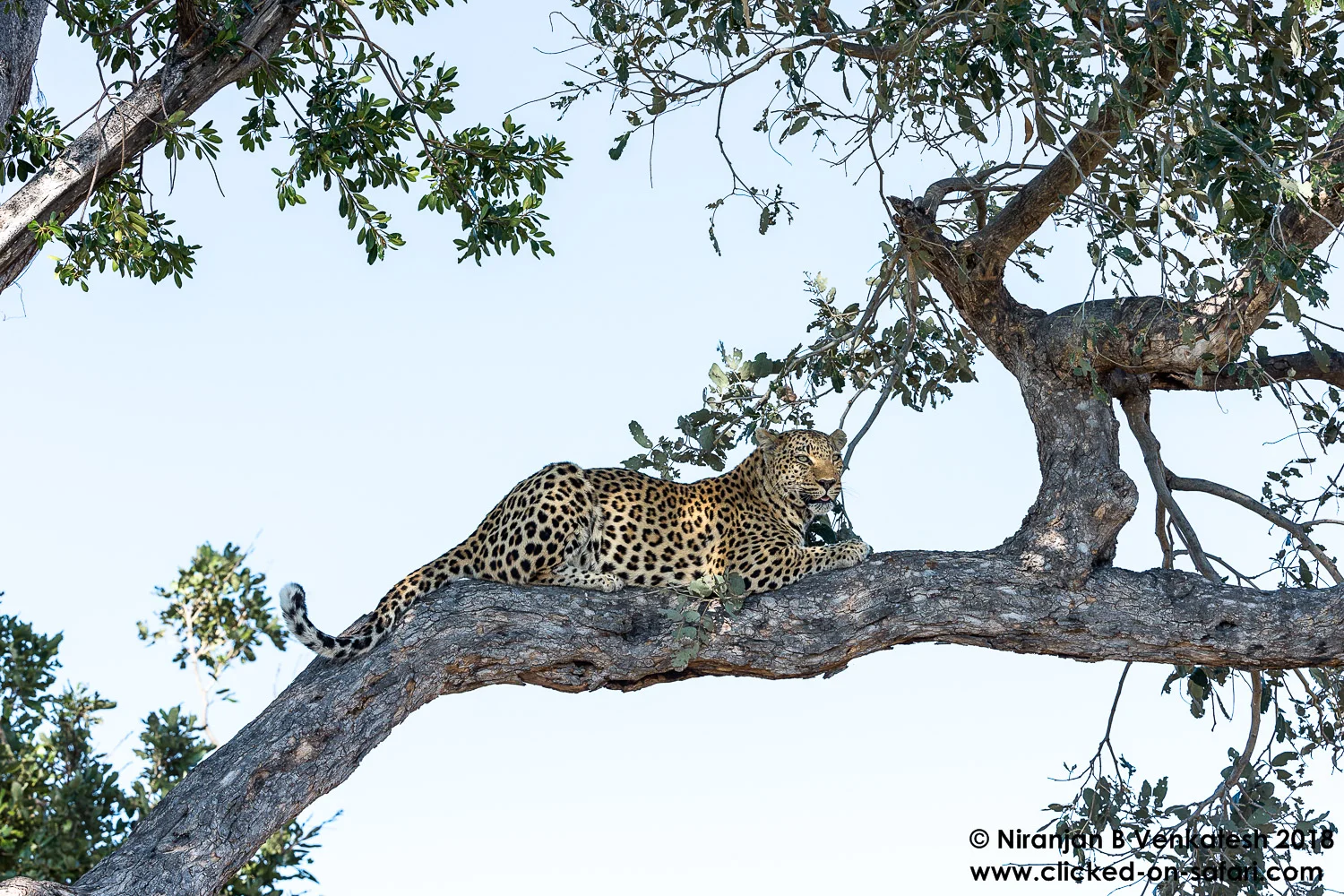 Female Leopard