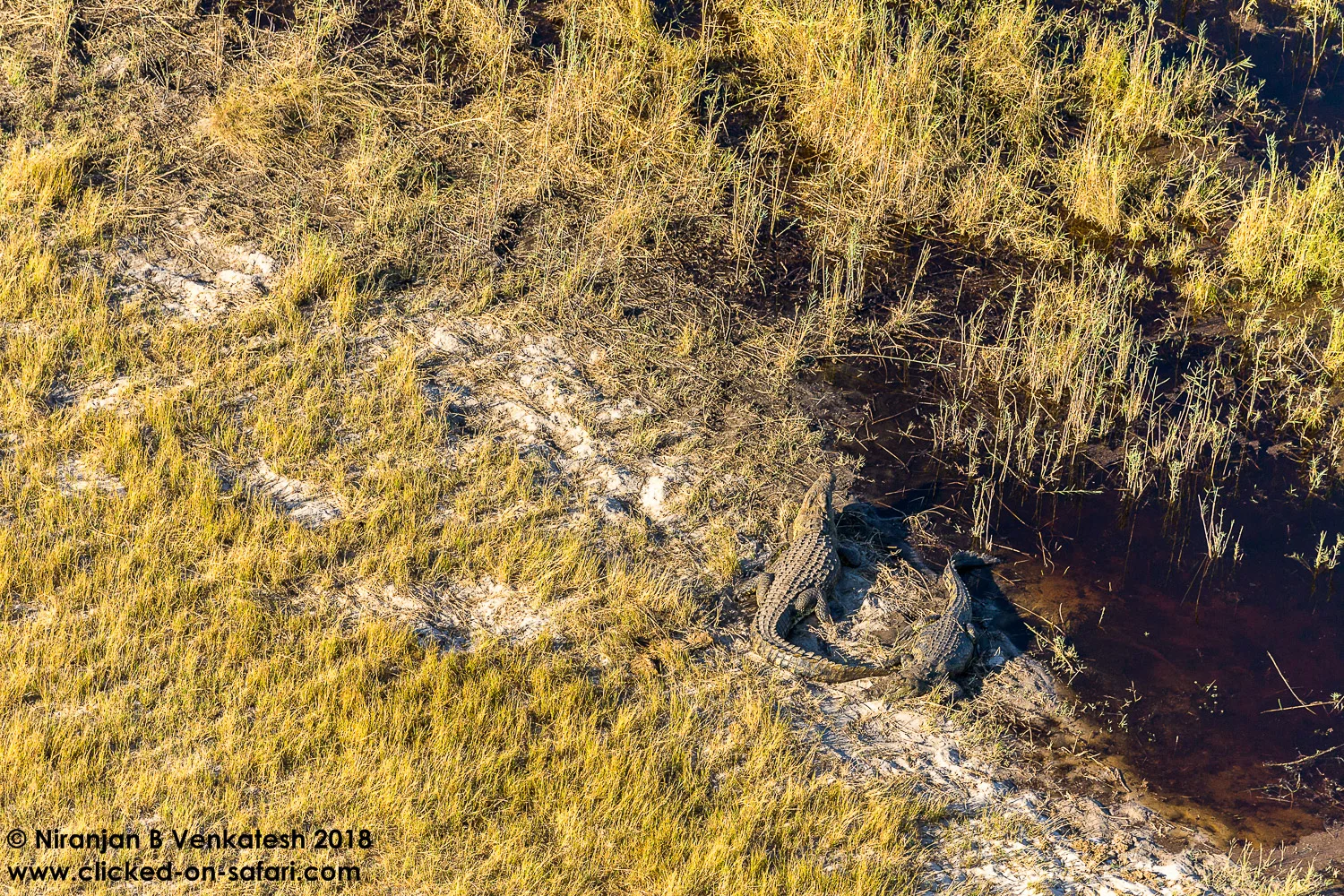 Nile Crocodiles Basking