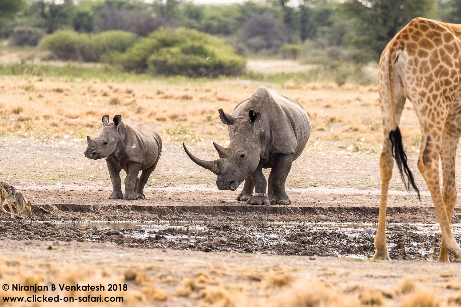 Rhino with Calf , Black-backed Jackal and Giraffe
