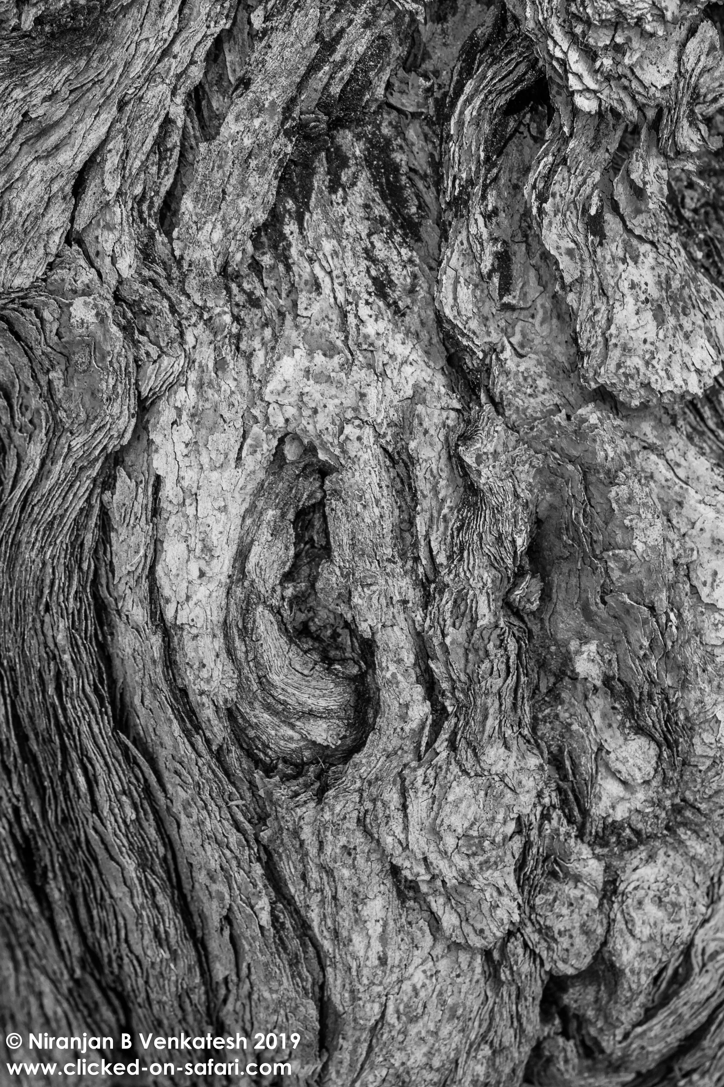 Tree Abstract