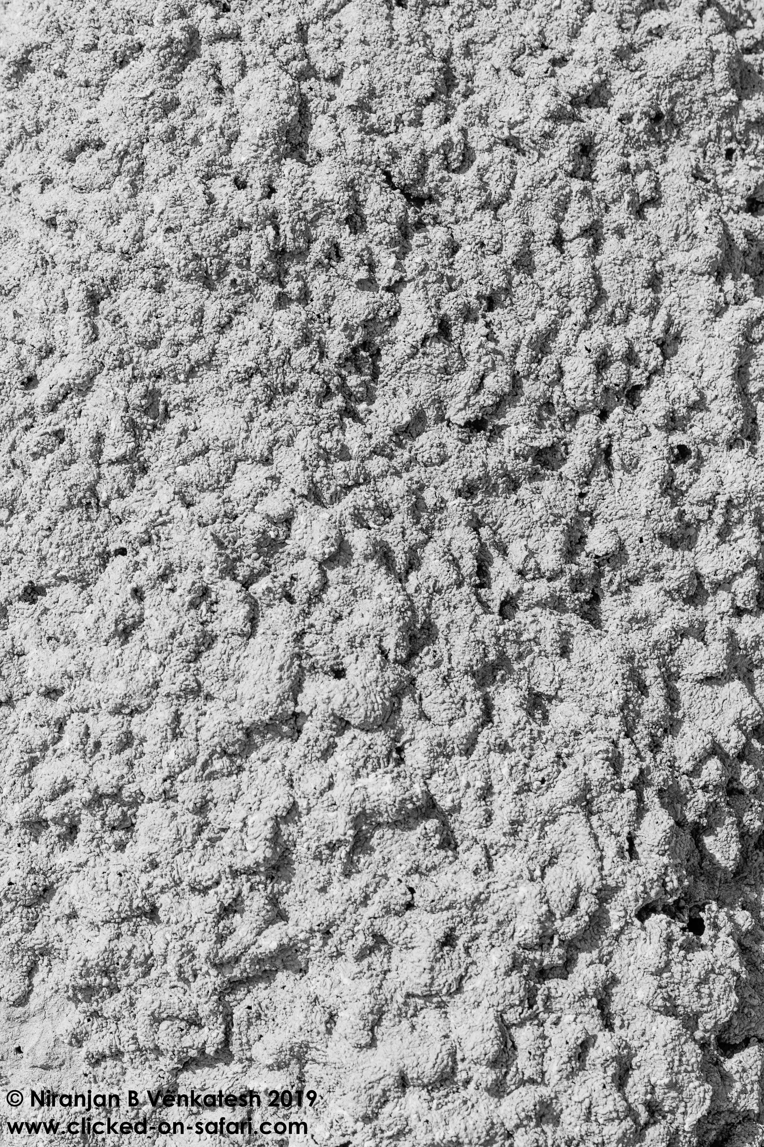 Termite Mound Surface Abstract