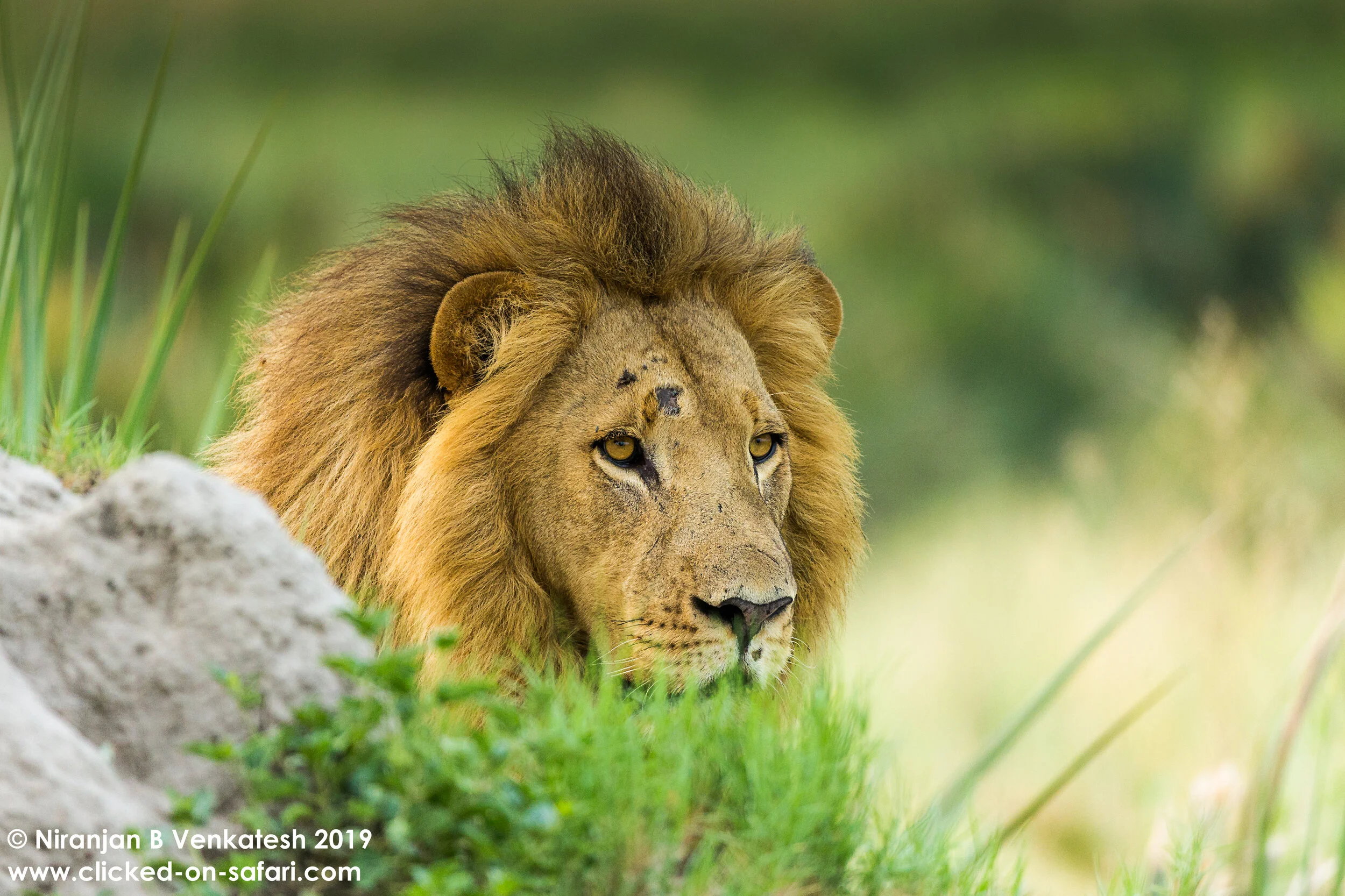 Dominant Lion