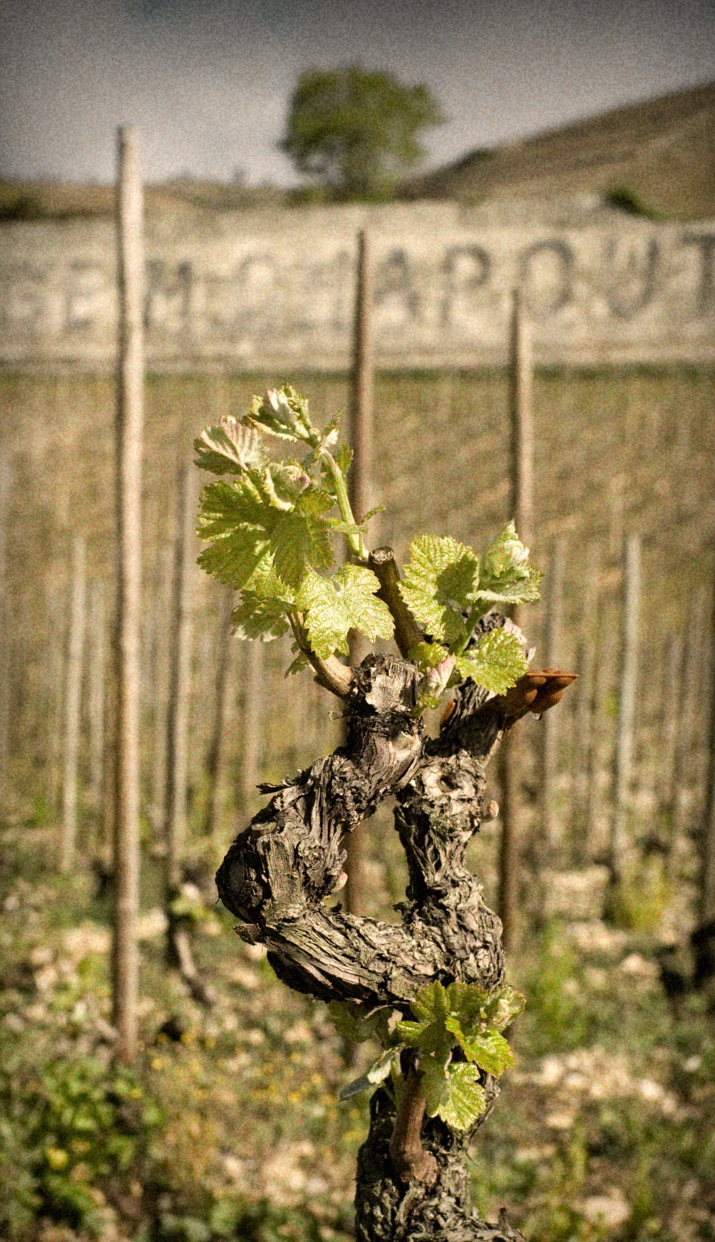 Chapoutier vine cmp.jpg