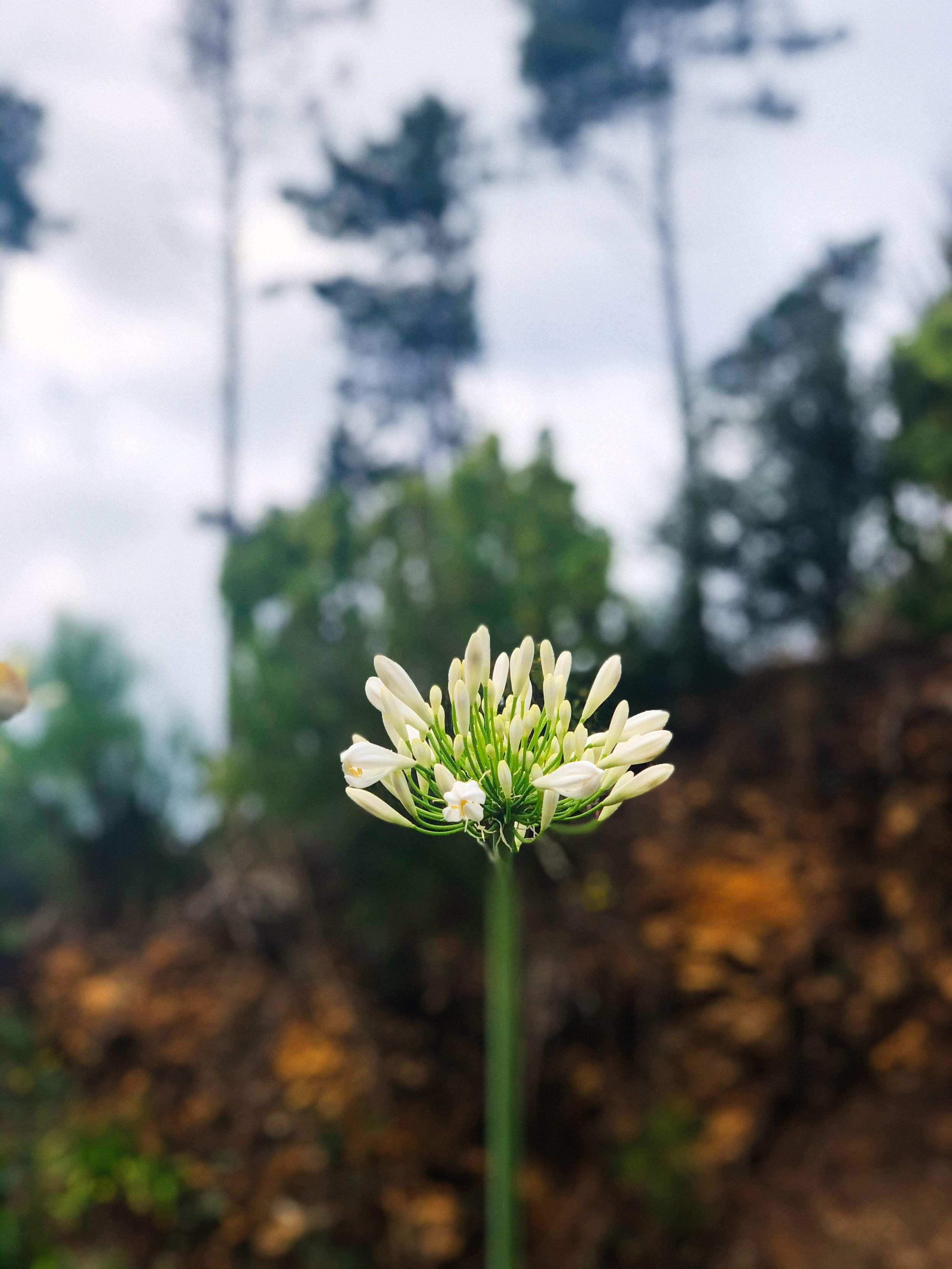 Agapanthus