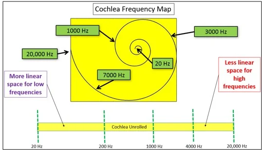 Cochlea.jpg