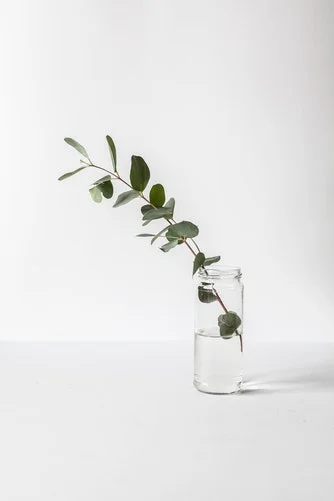 plant.jpeg