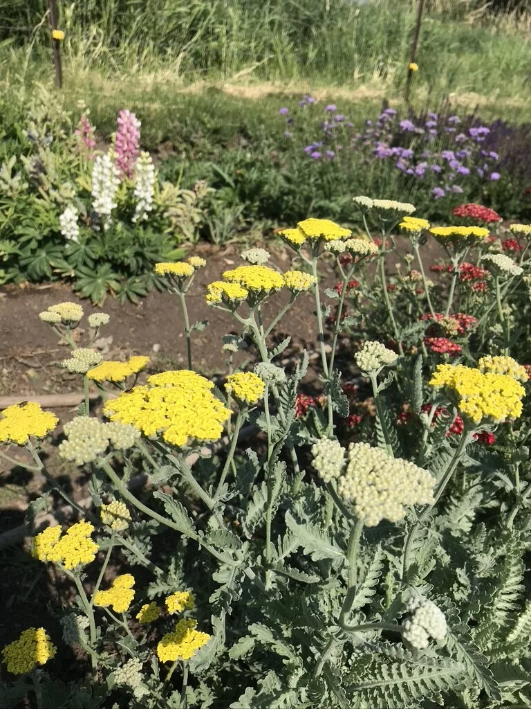 Native &amp; Waterwise Landscapes