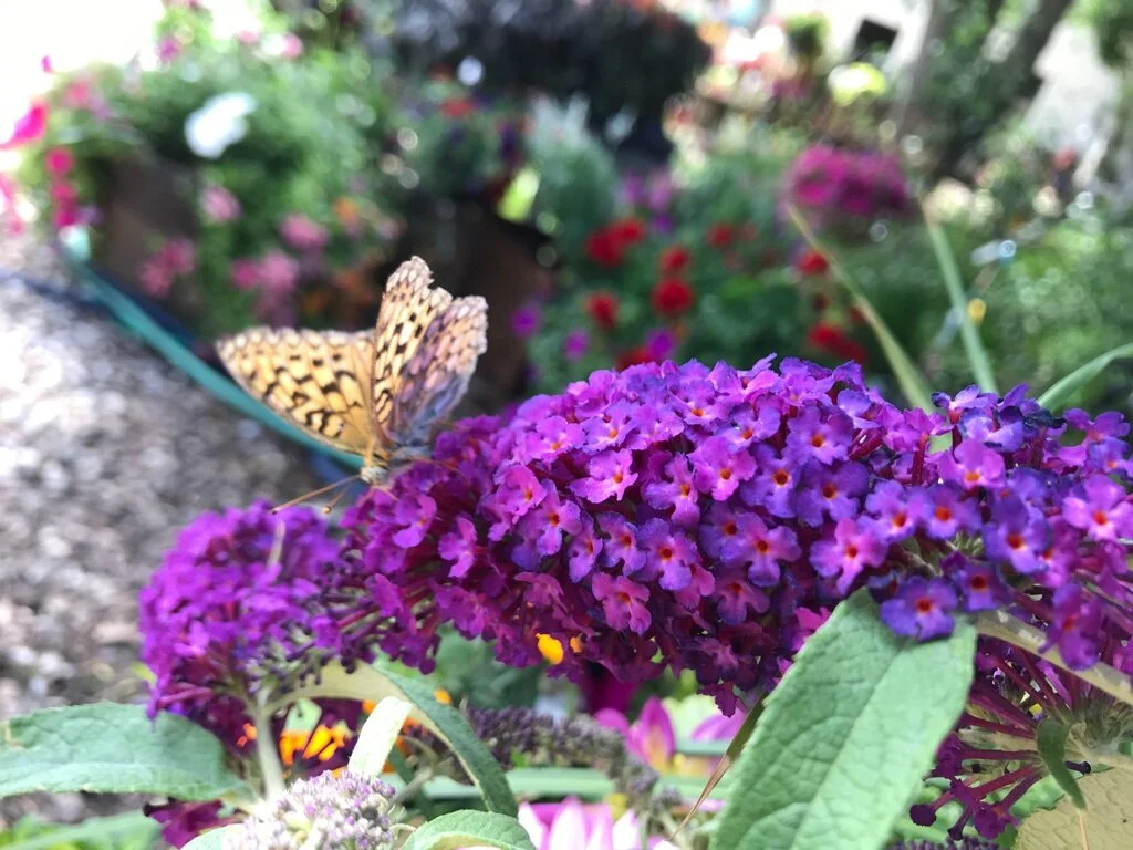 All About Perennial Pollinators