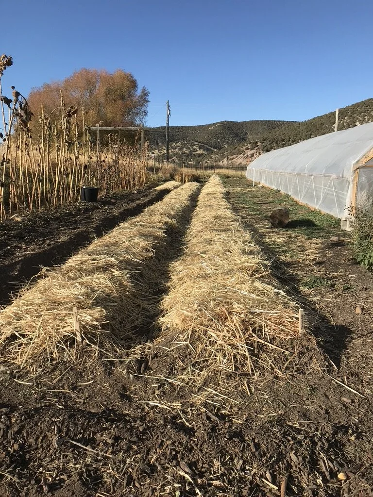 Fall Garlic Planting in Utah