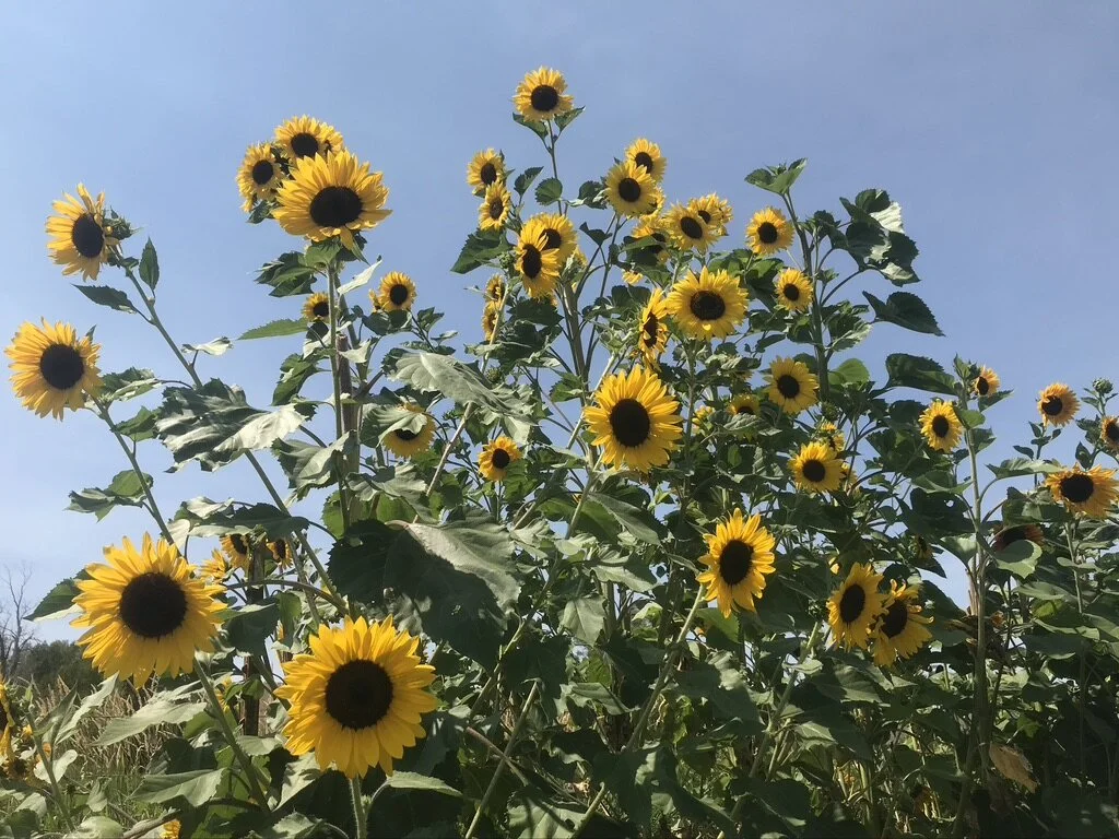 Sunflowers.jpeg