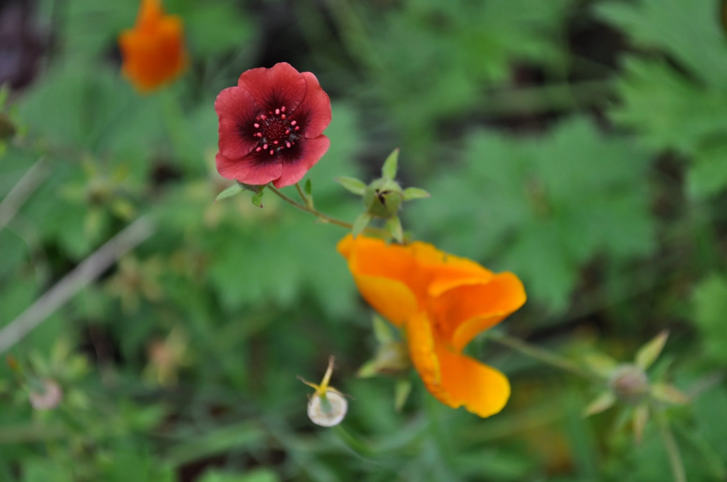 Workshop: Finding Inner Freedom Through Loving Kindness