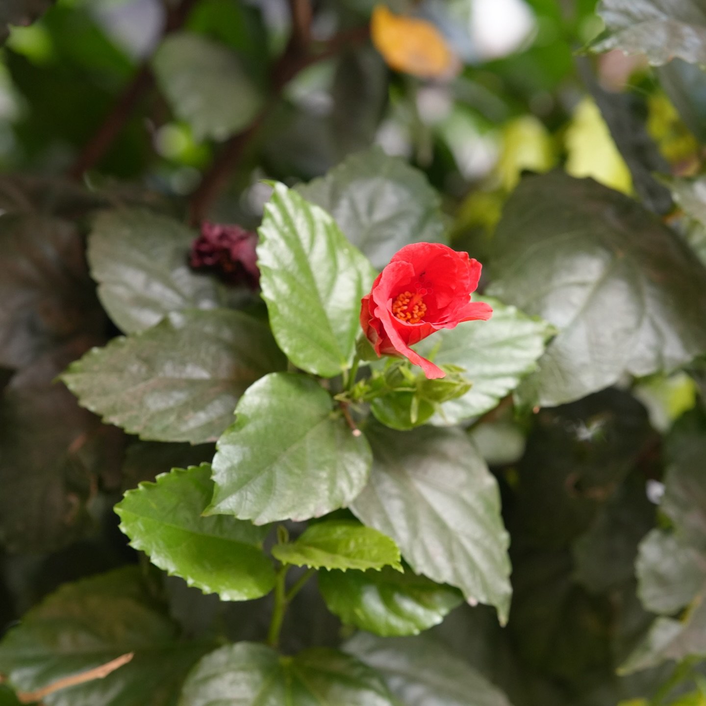 El gato que sigu&iacute;a las estrellas
