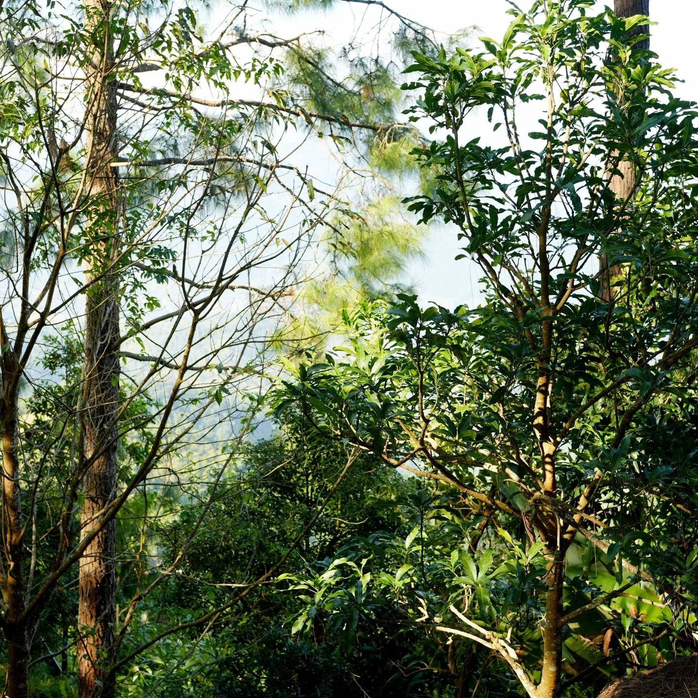 Nepal, November 2025 | The saris, streets, grandmas, shrines and tourists of Bandipur, &lsquo;The Queen of Hills&rsquo;