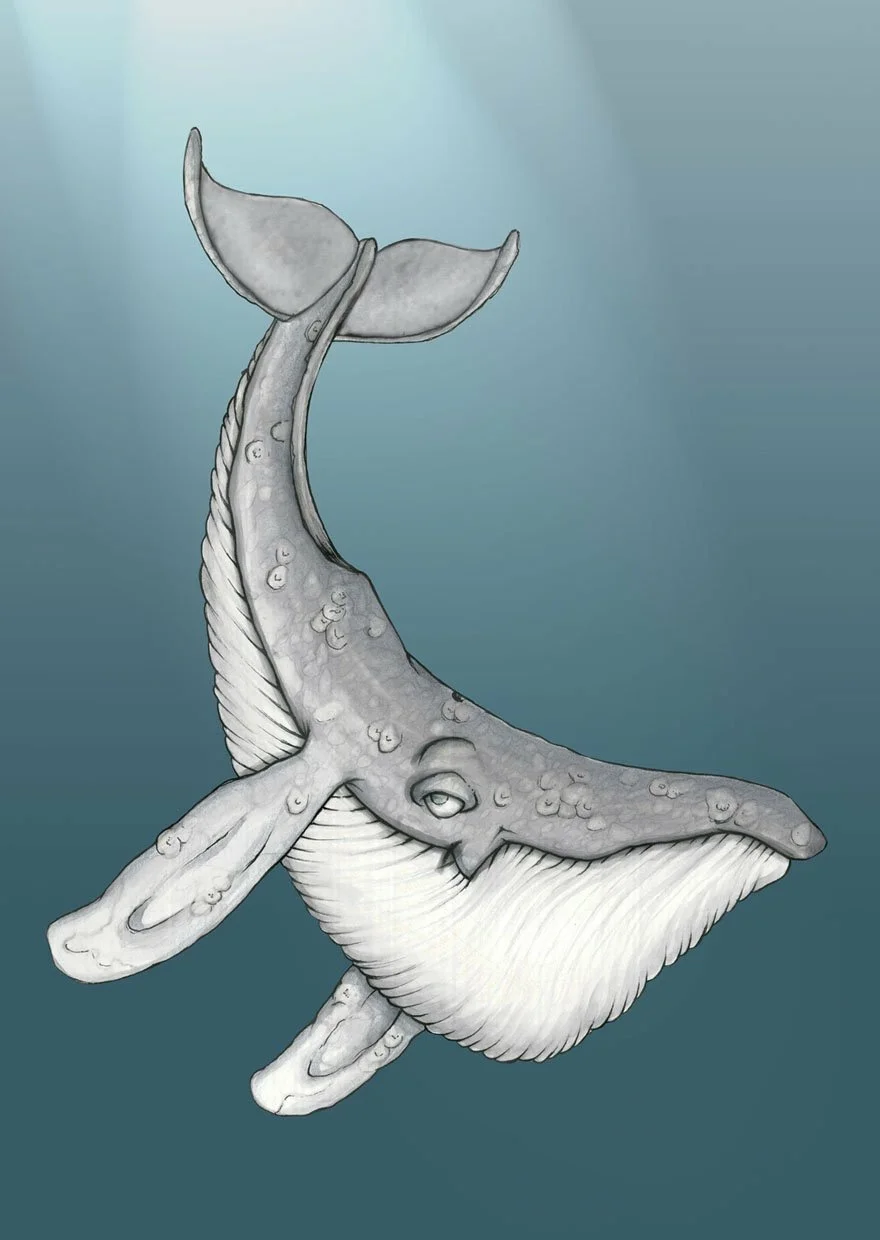 Whale illustration.JPG