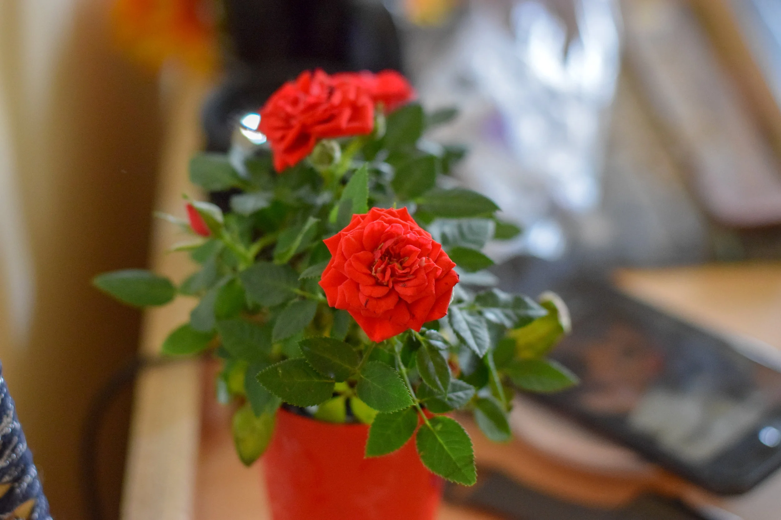 DSC_0412.jpg