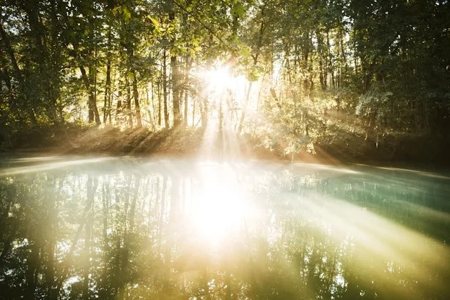 The sun shining through trees onto a river