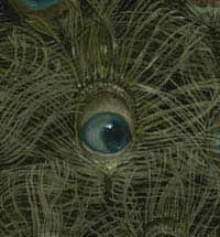 peacock eye5.jpg