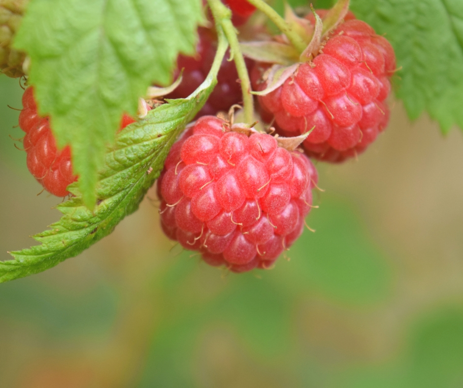 Edible Berries of Ohio — Buckeye Landscapes & Design