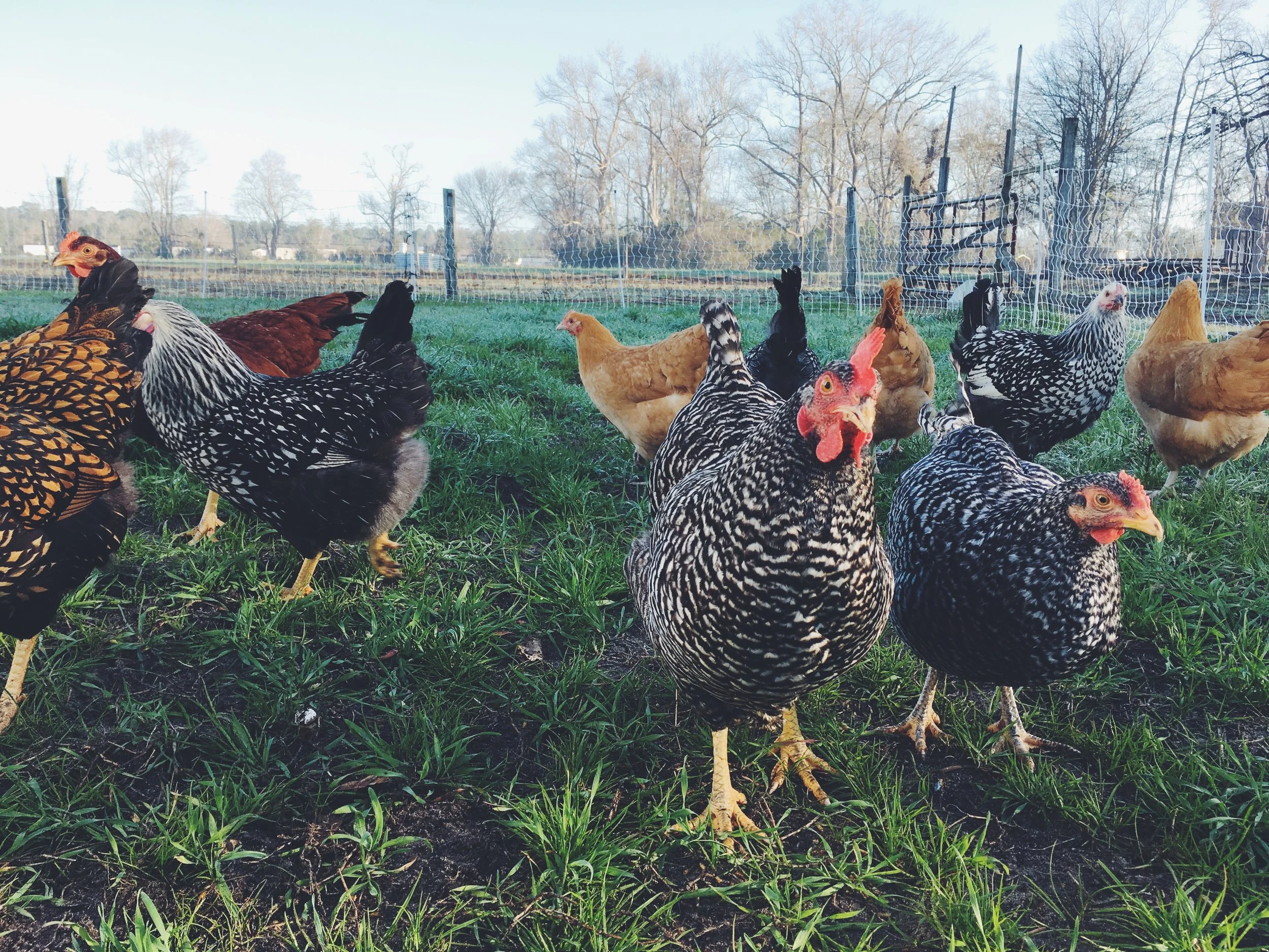 Benefits of Pasture Raised Poultry — Shenk Family Farm