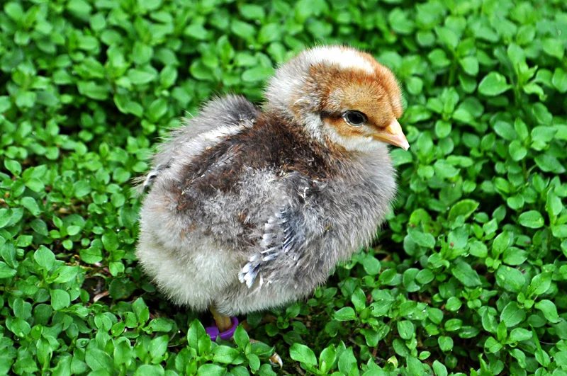 Bielefelder — Hilltop Farms