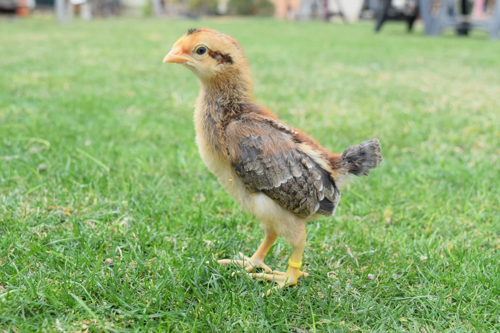 Brown Leghorn Chickens