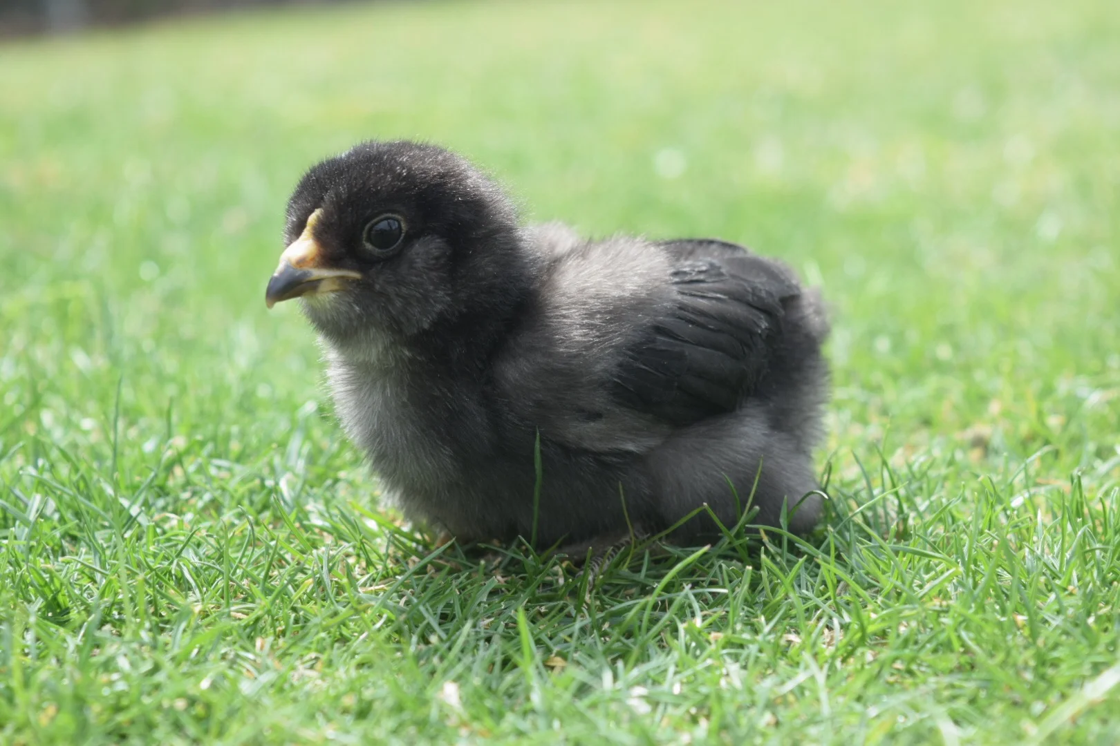 Blue/Black/Splash Ameraucana — Hilltop Farms