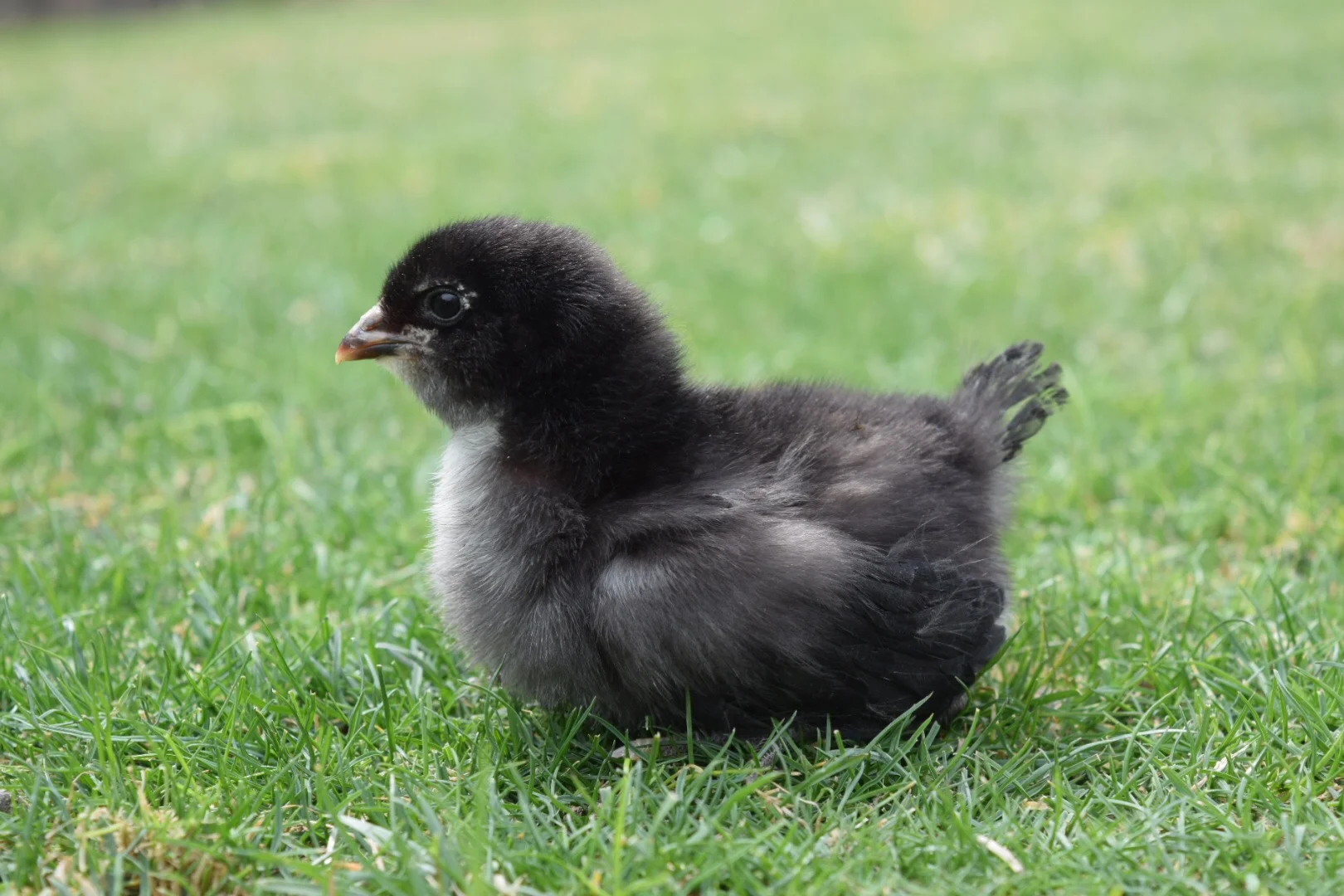 Olive Egger — Hilltop Farms