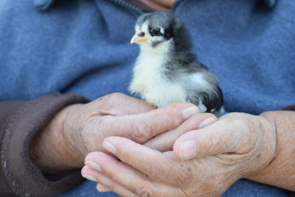 About — Hilltop Farms