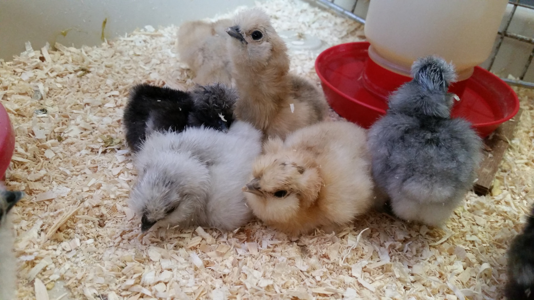 Brahma Hens Archives - Pipinchick Silkies