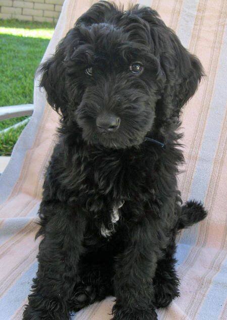 Sheepadoodle Puppies for Sale in North Carolina by Above and Beyond  Standards — Above and Beyond Standards, Premier Puppies in NC -  Bernedoodle, Goldendoodle, AKC Poodle, & Sheepadoodle Puppies in NC!