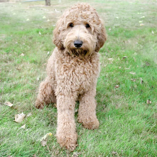 shepherd poodle mix for sale
