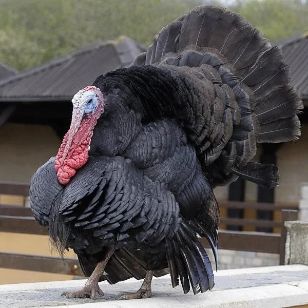 Turkeys — Hilltop Farms