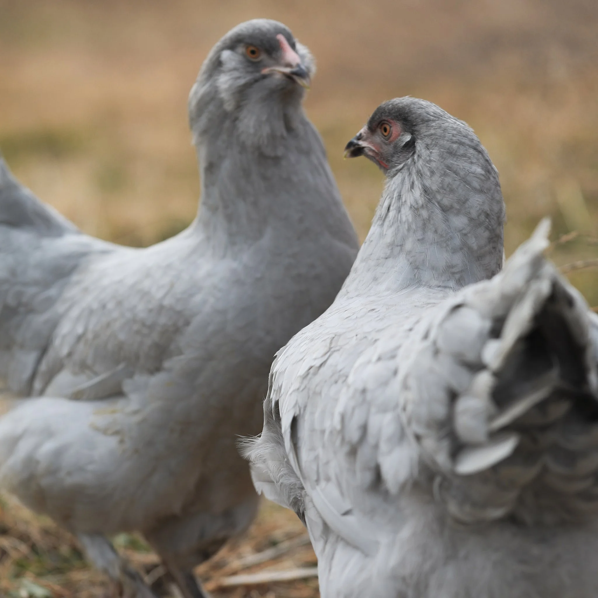 Lavender Breeds — Hilltop Farms