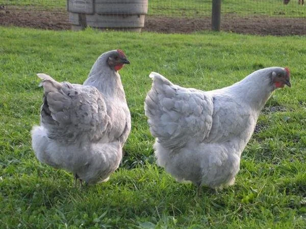 Lavender Breeds Hilltop Farms