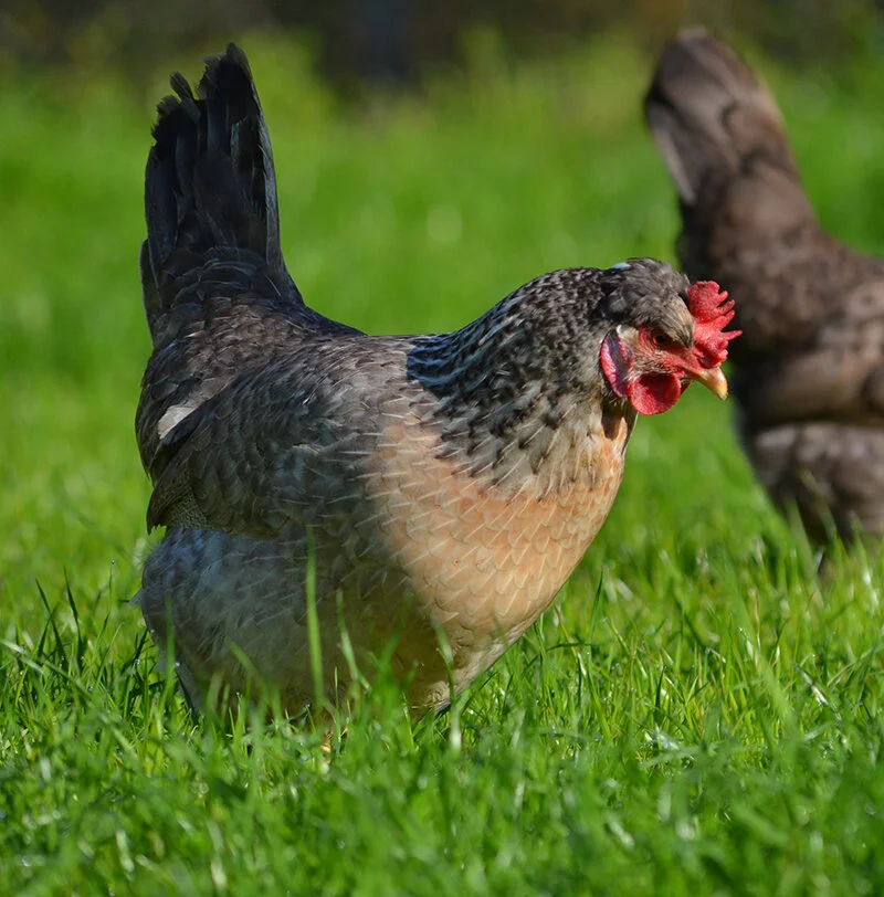 Premier Breeds — Hilltop Farms