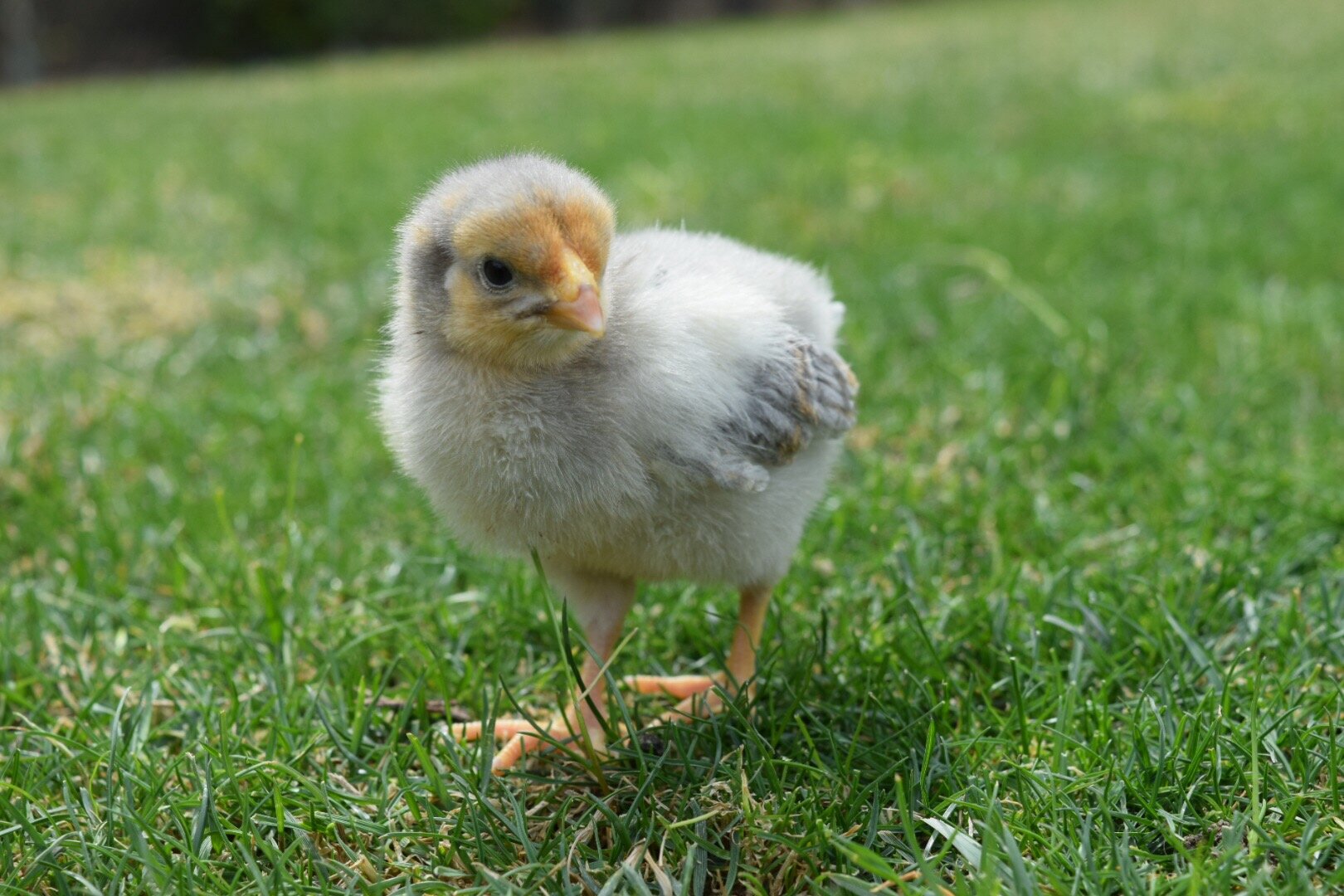 Blue Red Laced Wyandotte — Hilltop Farms