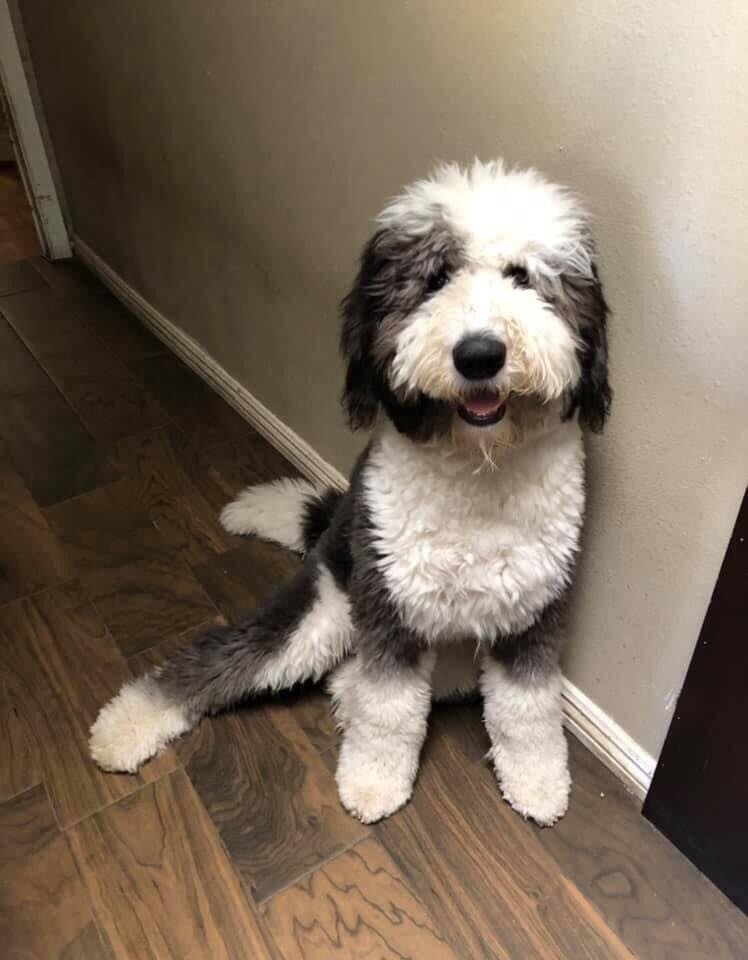 4 Best Sheepadoodle Breeders in Florida! (2022) - We Love Doodles