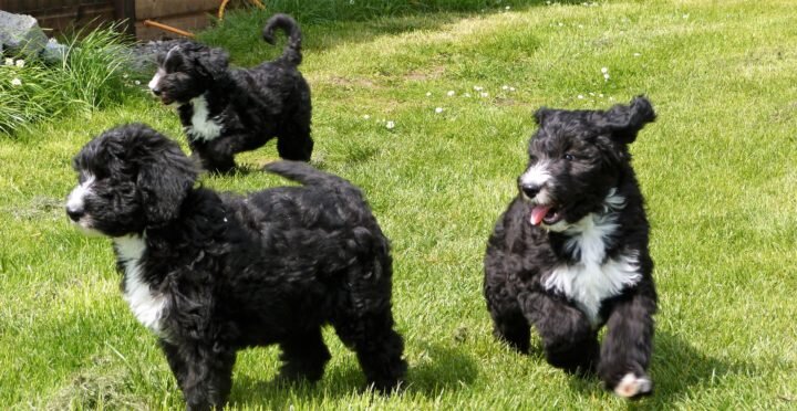 Sheepadoodle Puppies - HappyDoggo