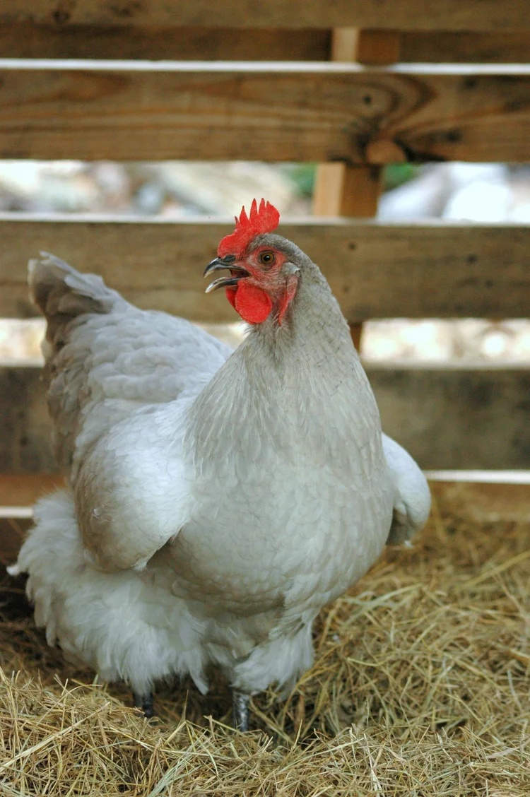 English Orpingtons Hilltop Farms