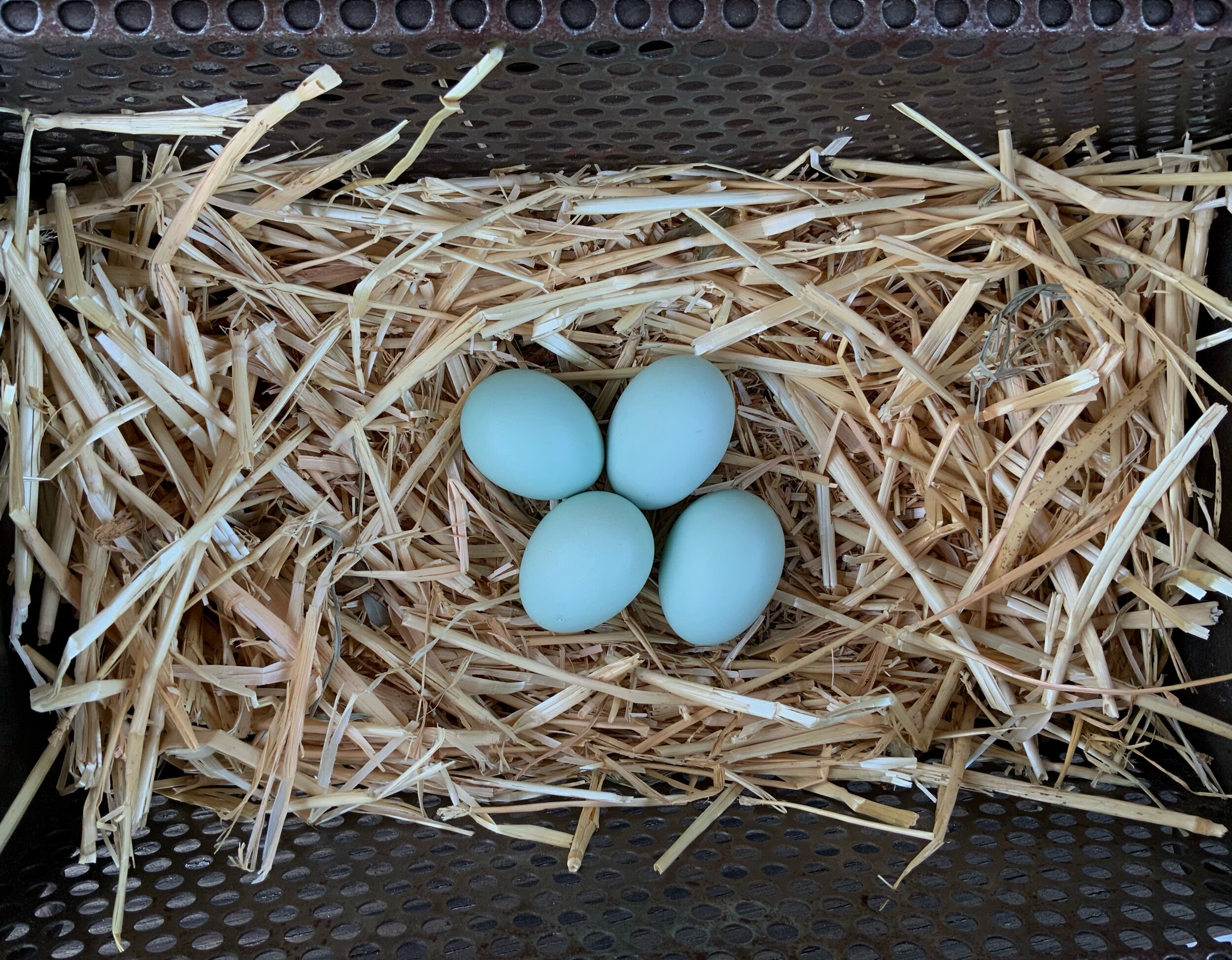 12 Ameraucana Blue Black Splash Chicken Hatching Eggs NPIP Cert PT and AI Clean! 